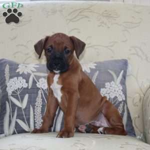 Dodge, Boxer Puppy